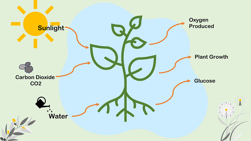 Plant Science - The Process of Photosynthesis